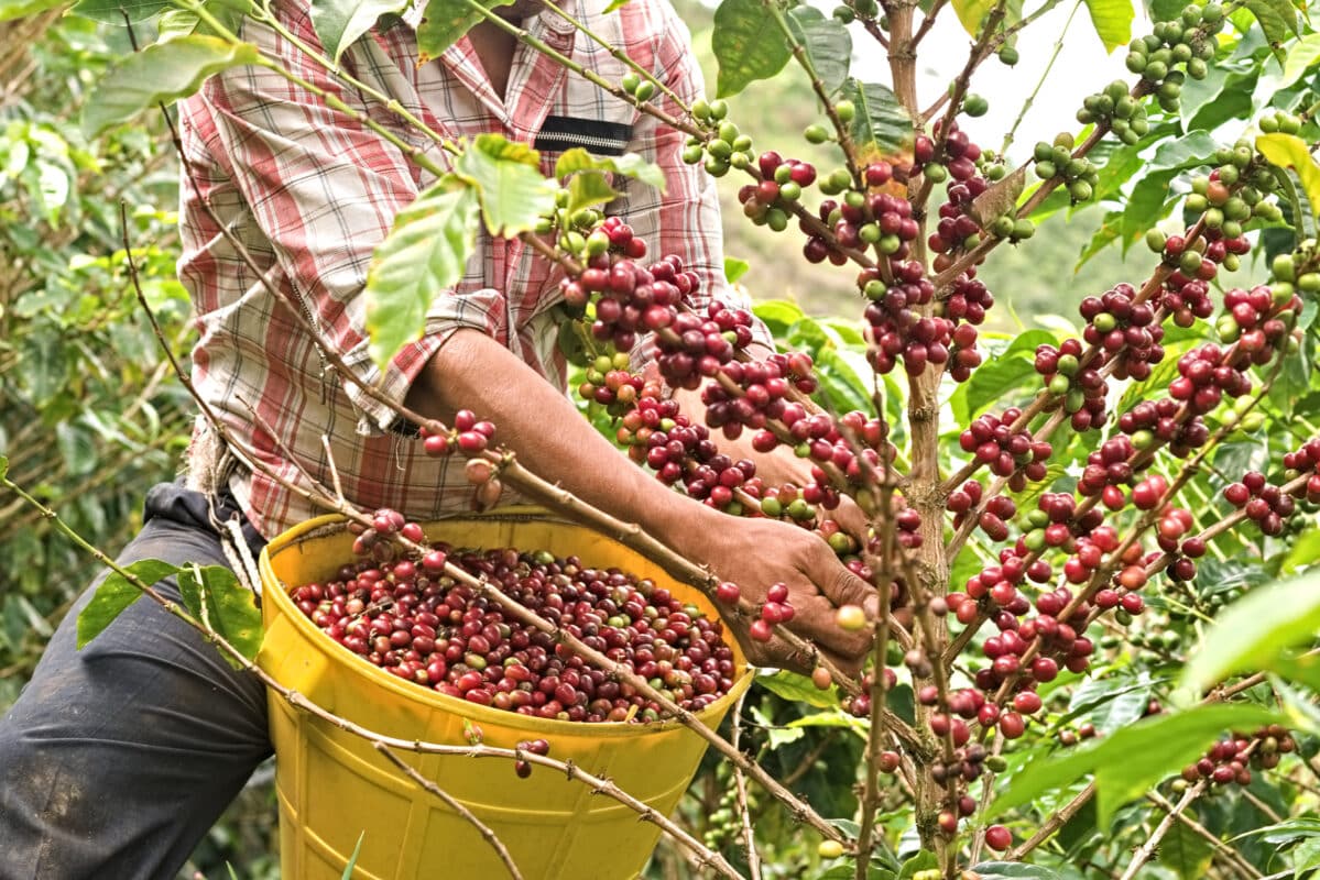 Kaffee-Ernte: Faire Bezahlung und günstige Bedingungen