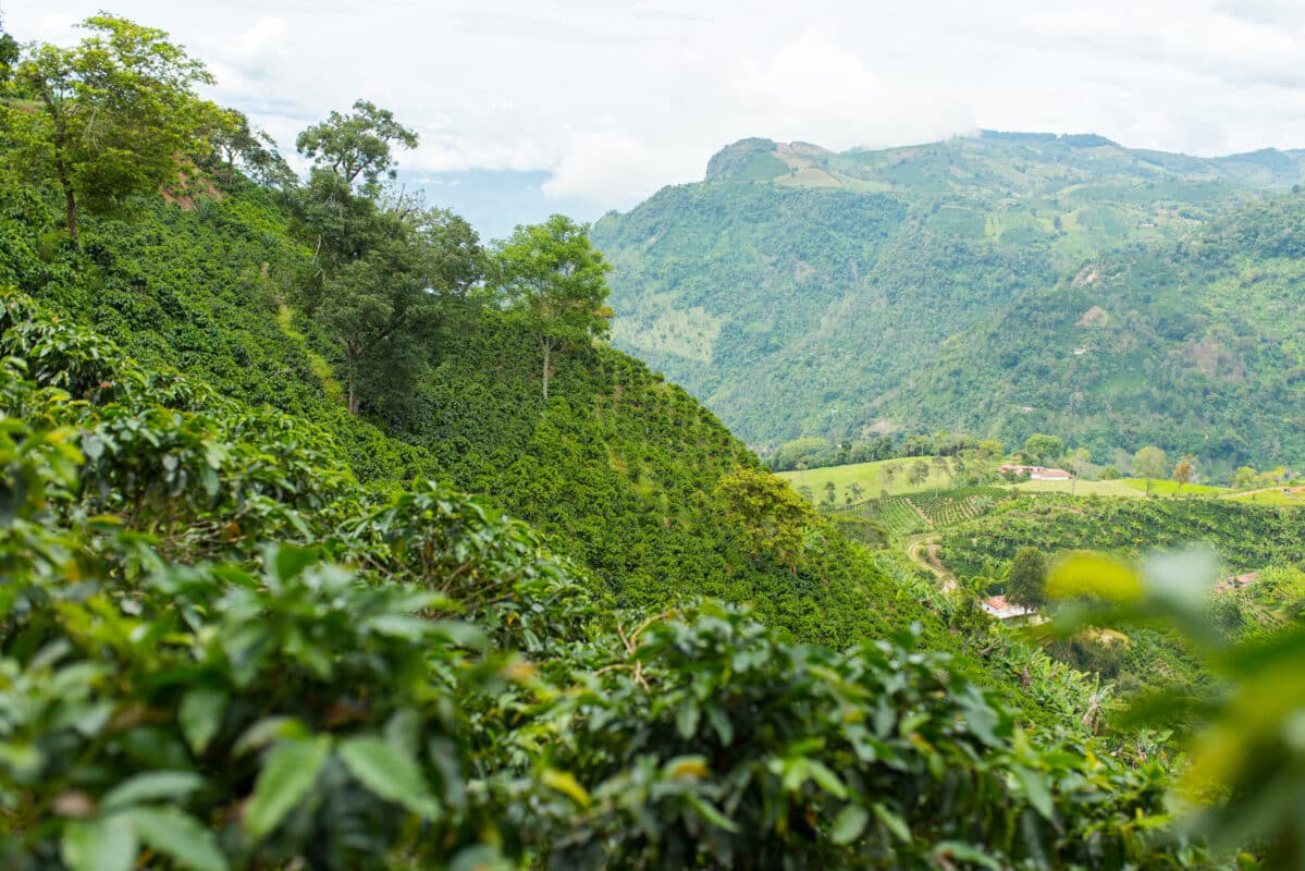 Schöne Kaffeeplantage in Jerico, Kolumbien im Bundesstaat Antioquia.