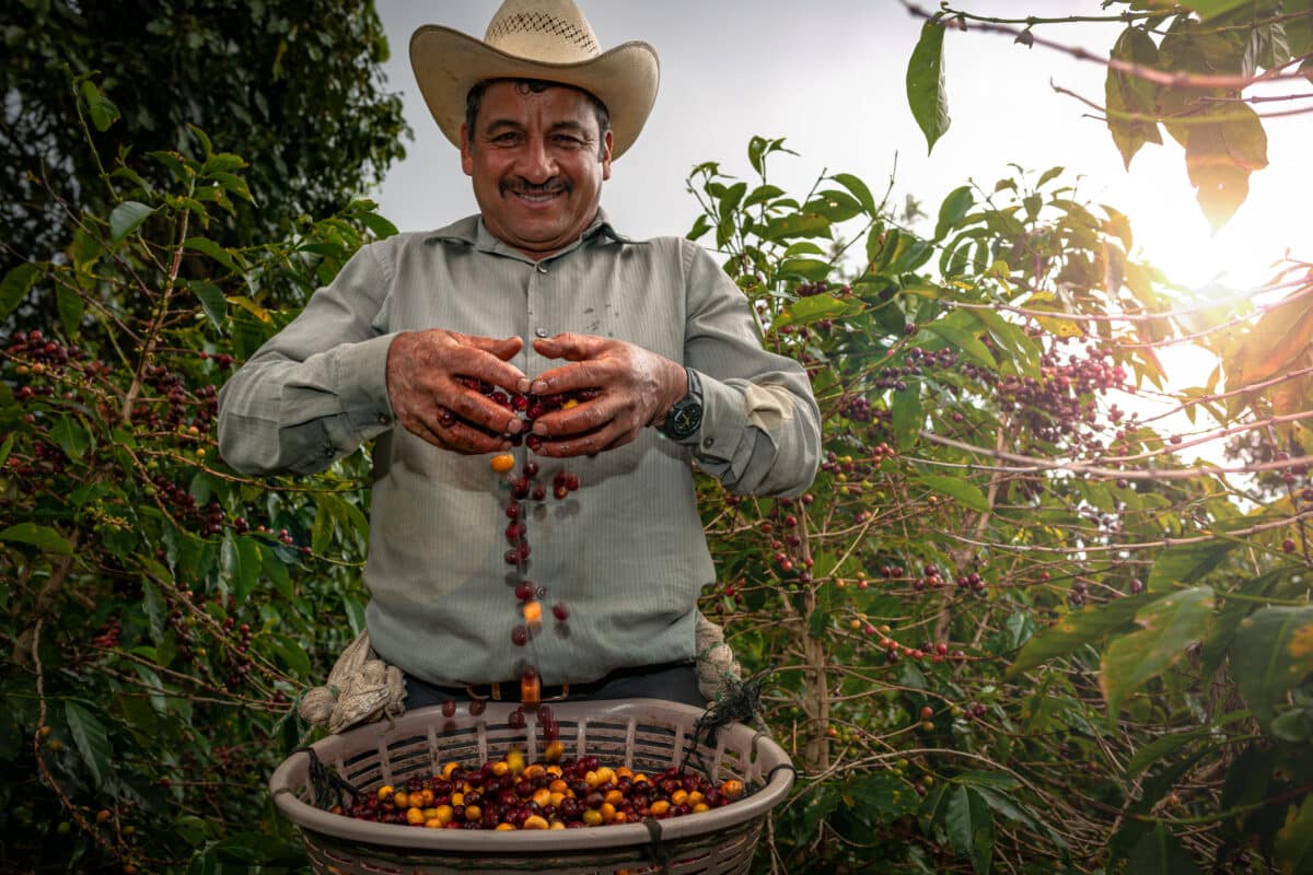 kaffeeindustrie in lateinamerika