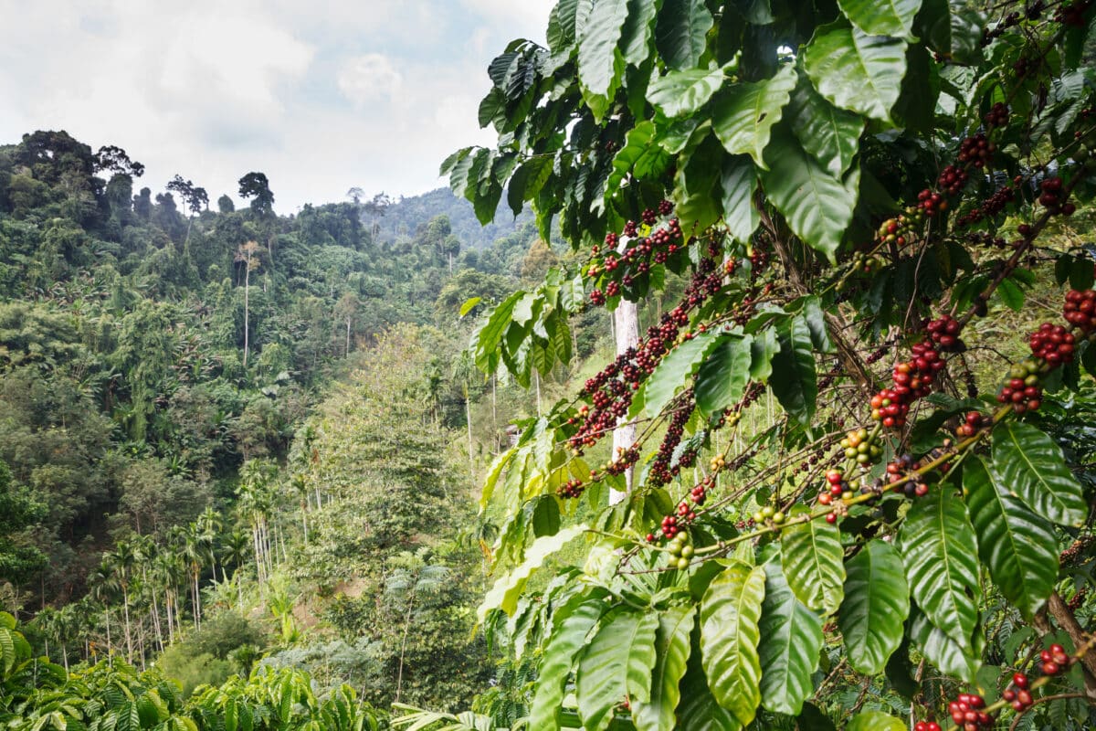 Le processus de production du café fairtrade