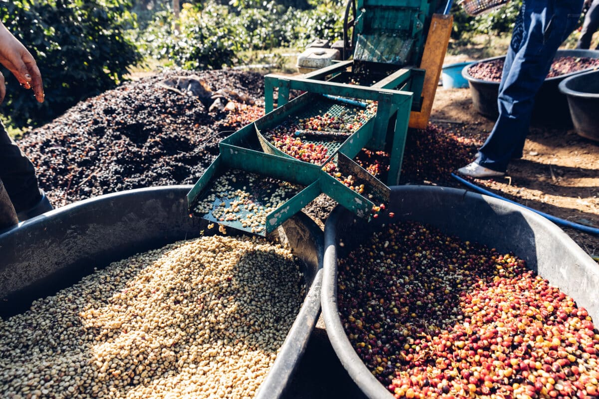 Verarbeitung der Kaffeebohnen nach Fairtrade-Standards